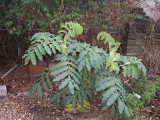 melianthus seems to be OK with the frosts