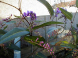 Hardenbergia violacea