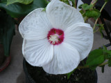 Large Hibiscus