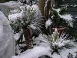 Yucca rostrata, Brahea edulis and Dasy