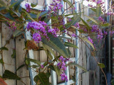 Hardenbergia violacea 3 Feb