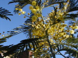 Acacia
