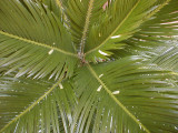 Cycas revoluta