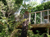 Cyathea australis (May 07)