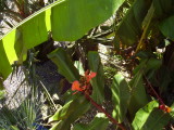 Hedychium in flower