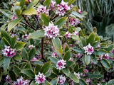 Daphne odora Marginata