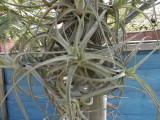 Tillandsia aeranthos