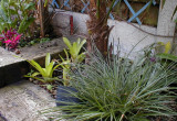 Aechmea gamosepala (behind Fascicularia)