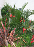 IMG_9121_phoenix_phormium.jpg