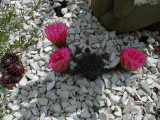Echinopsis (sold as Rosaflora)