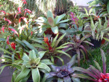 Bromeliad group Madeira