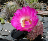 Echinocereus