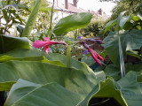 T Rex & Canna iridiflora, 11 Aug 07
