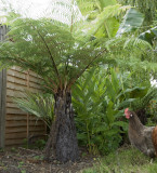 C australis and garden vandal!