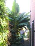 Musa basjoo
