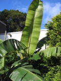 the latest itinerans leaf