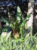 Ensete ventricosum Montbelliardii