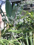 Acacia obliquinervia