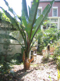 Ensete vent. Hiniba