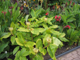 Hedychium ellipticum