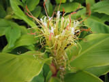 Hedychium ellipticum flower