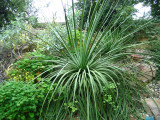 Yucca whipplei