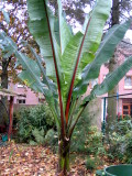 Hiniba