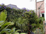 Morning glory