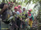 anggur hutan