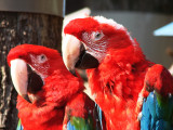 Venezuelan Macaw in Tama Koen