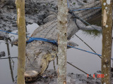 The captured Croc after the incident