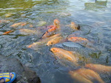 kolam ikan