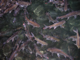 Ikan Keramat & Kalelawar di Gua Ngerong - Tuban