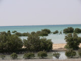 Sedikit mangrove di belakang Alkhor