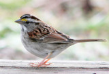 White-throated Sparrow