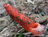 Stinkhorn