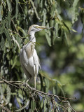 Cattle Egret _4301262.jpg