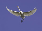 Cattle Egret _4301287.jpg