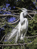 Great Egret _4150309-2.jpg