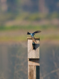 Purple Martins  _3050110.jpg