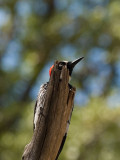 Acorn Woodpecker  _5096620.jpg