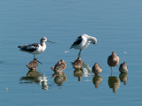 Avocets, Baby Dowitchers,  Godwits _8229637.jpg