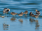 Avocets  & Dowitchers _8189382.jpg