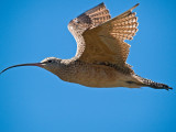 Long-billed Curlew _9020568.jpg