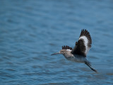 Willet _9020558.jpg