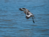 Willet landing _9020560.jpg