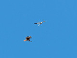 Kite chasing away a Hawk _9171348.jpg
