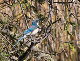 Western Scrub Jay_A061952.jpg