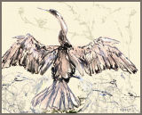 Anhinga drying