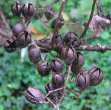 crape myrtle berries-4.jpg